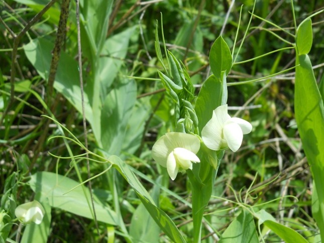 Lathyrus ochrus